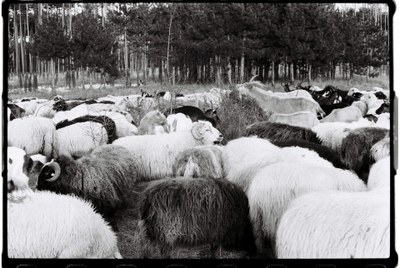 Shepherd – 8