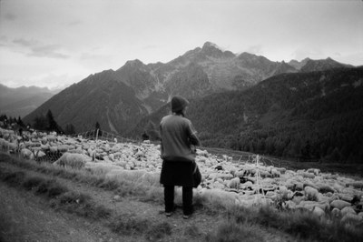 Shepherd – 24