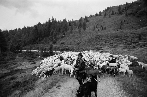 Shepherd – 16