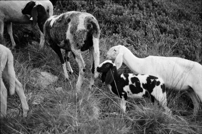 Shepherd – 26