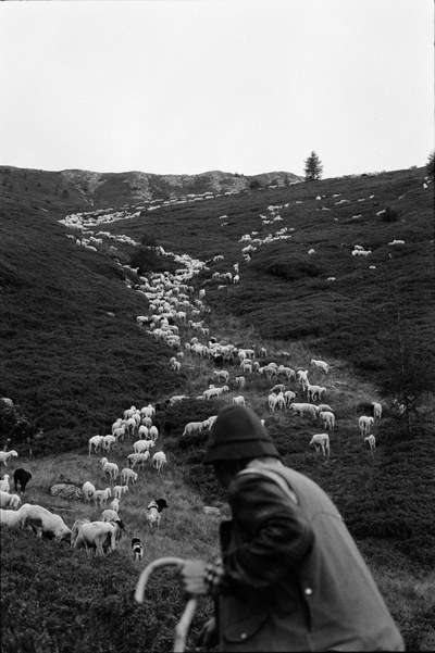 Shepherd – 2