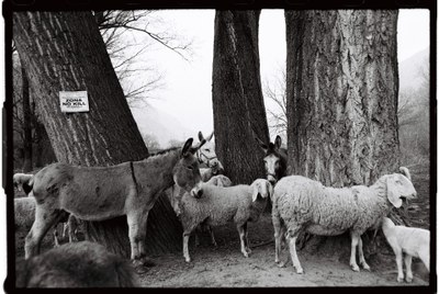 Shepherd – 4