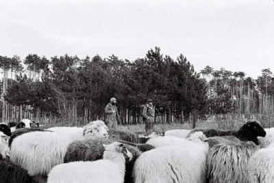 Shepherd – 22