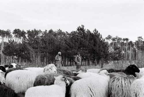 Shepherd – 22