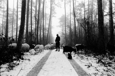 Shepherd – 10