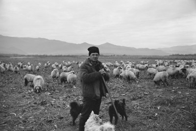 Shepherd – 5