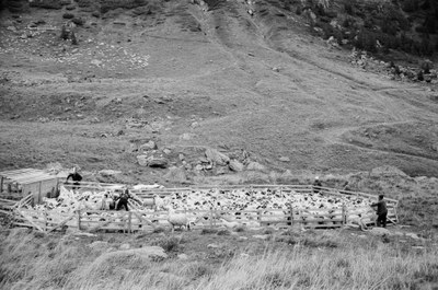 Shepherd – 14