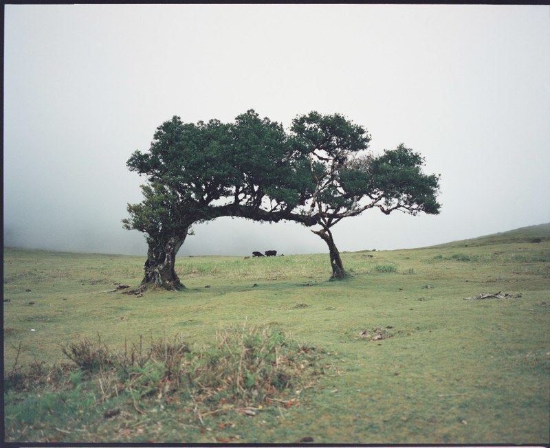 Landscape – 20