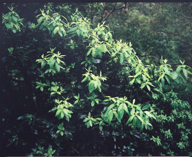 Landscape – 14