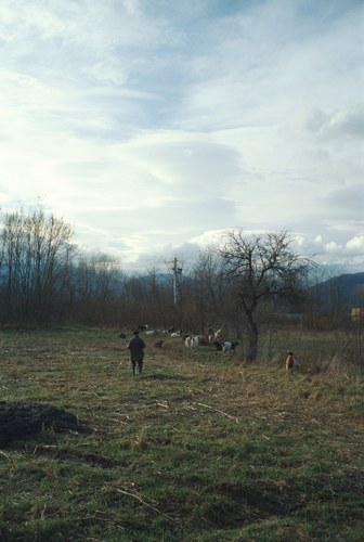 Romania – 39