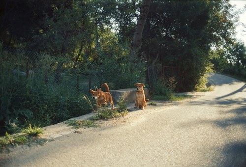 Romania – 26