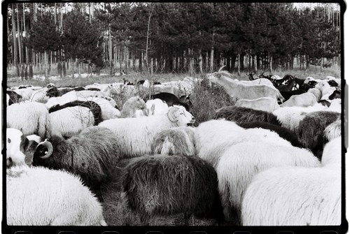 Shepherd – 8