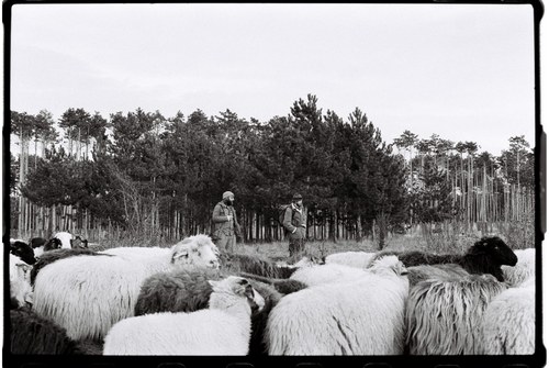 Shepherd – 13