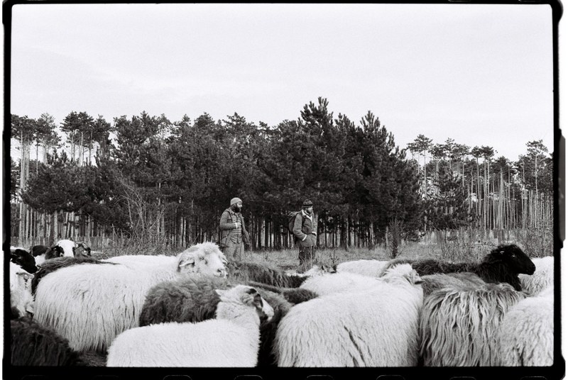 Shepherd – 13