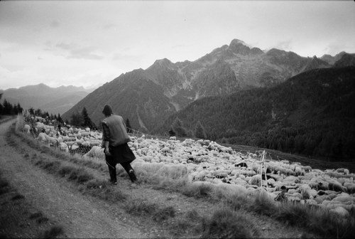 Shepherd – 18