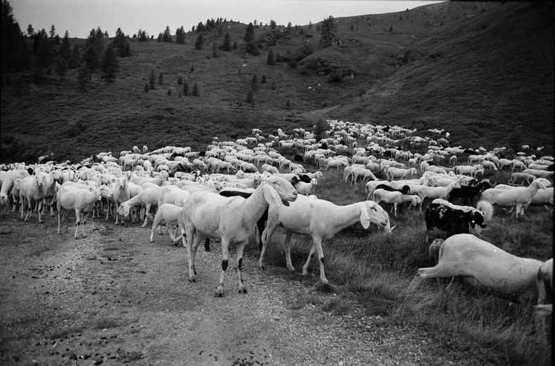Shepherd – 20