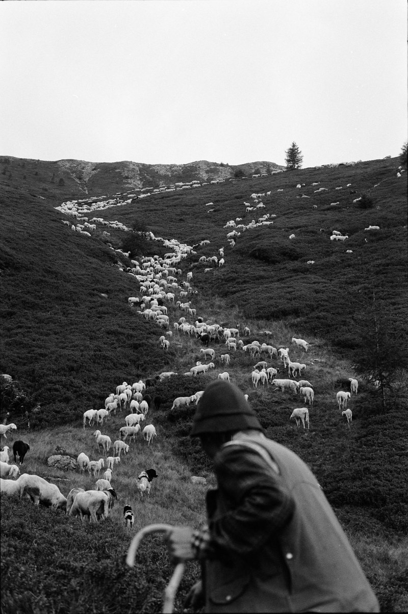 Shepherd – 2