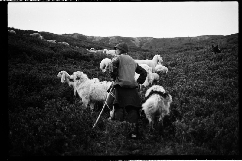 Shepherd – 6
