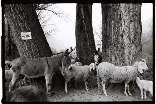 Shepherd – 4