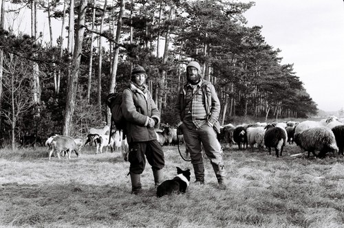 Shepherd – 7