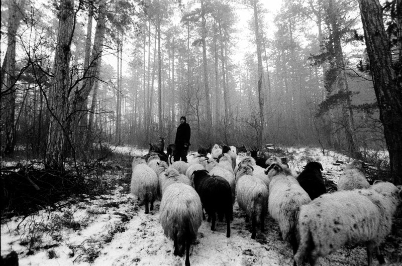 Shepherd – 9