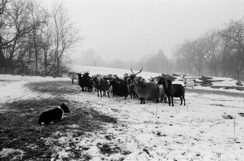 Shepherd – 22