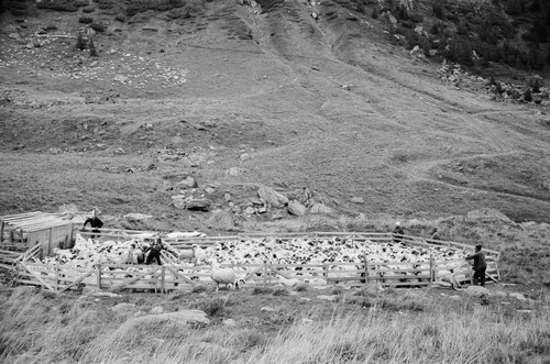 Shepherd – 15