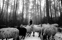 Shepherd