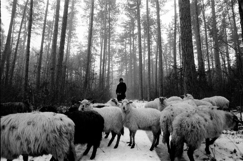Shepherd